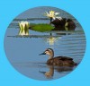 Pacific Black Duck